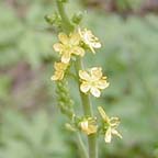 small-flowered agrimony