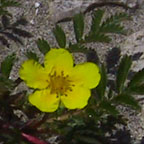 silverweed