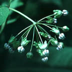 poke milkweed