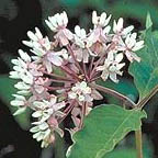 four-leaved milkweed