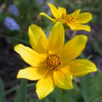 Midwestern tickseed-sunflower
