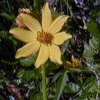 tickseed-sunflower