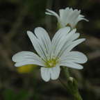 field chickweed