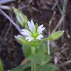 mouse-ear chickweed