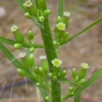 horseweed