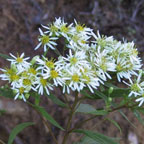 flat-topped white aster