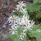 white wood aster