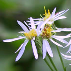 large-leaved aster