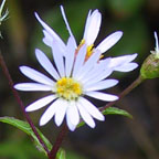 rough-leaved aster
