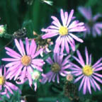 showy aster