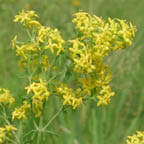 yellow bedstraw