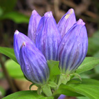 fringe-tipped closed gentian