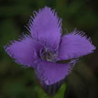 greater fringed gentian
