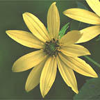 thin-leaved sunflower