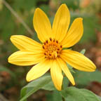 woodland sunflower