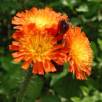 orange hawkweed