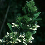round-headed bush-clover