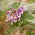 wandlike bush-clover