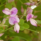 violet bush-clover