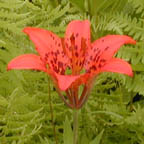 wood lily