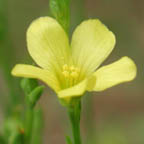 grooved yellow flax