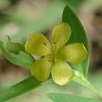 Virginia yellow flax