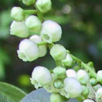 maleberry