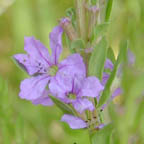 winged loosestrife