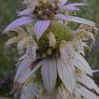 spotted bee-balm