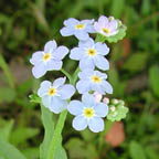 true forget-me-not