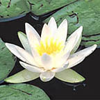 fragrant water-lily