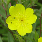southern sundrops
