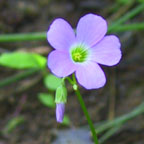 violet wood-sorrel