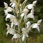 white fringed orchid