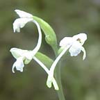 green wood orchid