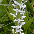 leafy white orchid