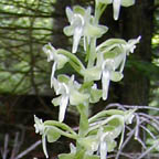 round-leaved orchid