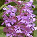 lesser purple fringed orchid