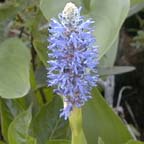 pickerelweed