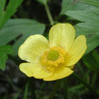 hispid buttercup