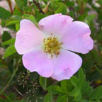 Virginia rose