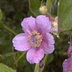 purple-flowering raspberry