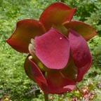 northern pitcher-plant