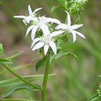 toothed whitetop aster