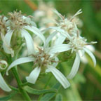 narrow-leaved white-topped aster