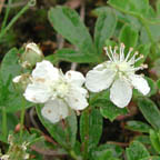 three-toothed cinquefoil