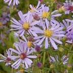 smooth aster