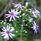 Lowrie's aster