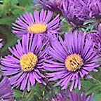 New England aster