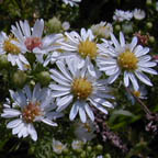 frost aster